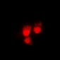Anti-CDC2 (pT161) Antibody